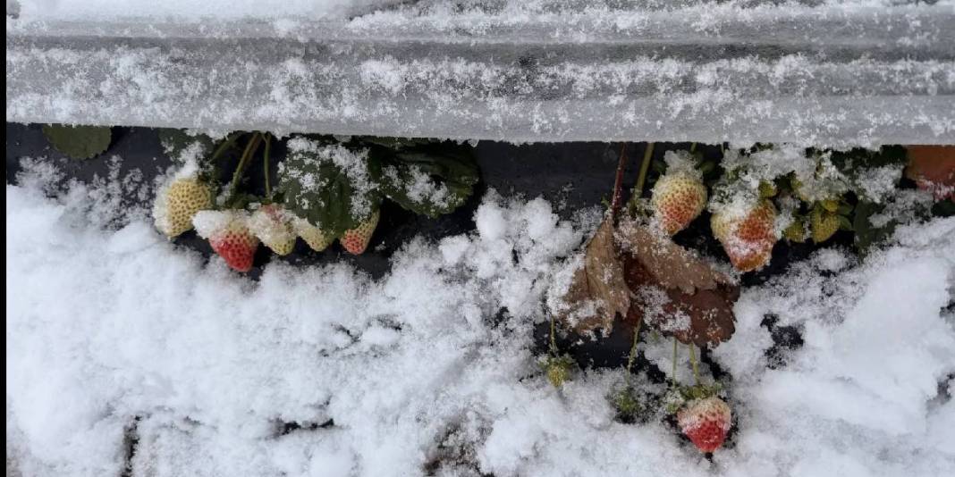 1100 rakımlı mahalleyi kar kapladı, hasat devam etti! Talep artıyor, hiçbir şey engel olmuyor: Lezzetini herkes biliyor 5